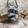 Zebrajaspis Anhänger gebohrt