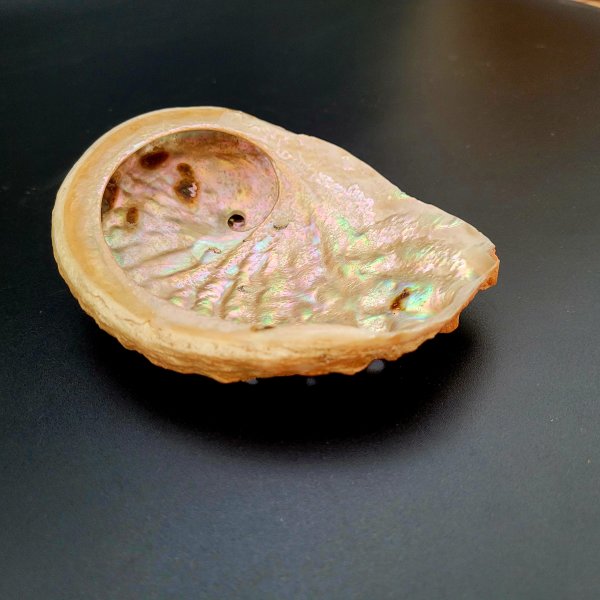 Abalonenmuschel 12-13cm