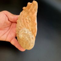 Abalonenmuschel 12-13cm